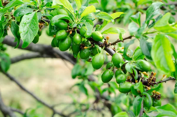 Yeşil erik yaprakları arka plan