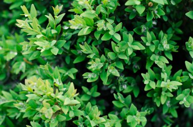 Yeşil çalı duvar arkaplanı