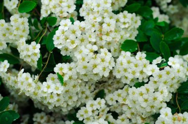 Yeşil çalı yaprakları çiçek duvar arka plan ile