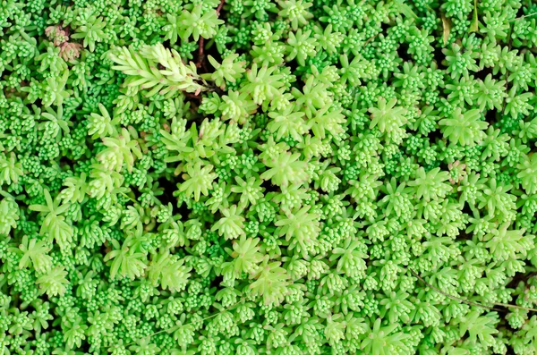 Yeşil çalı duvar arkaplanı