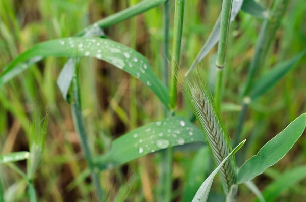 Крупним планом свіжа густа трава з краплями води — стокове фото