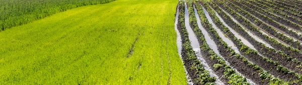 Campos agrícolas inundados . — Fotografia de Stock