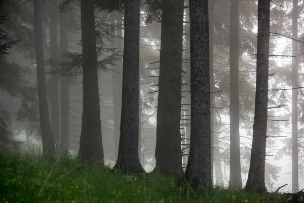 Niebla en el bosque . —  Fotos de Stock