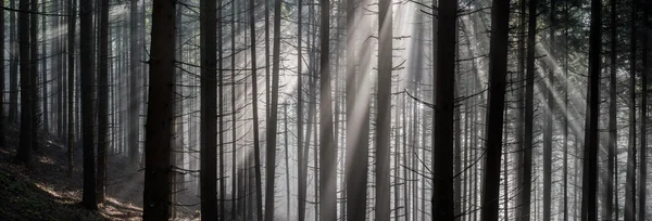 Rayos en el bosque . —  Fotos de Stock