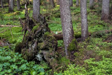 Sökülüp ağaç yosun.