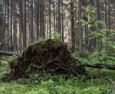 Sökülüp ağaç yosun.