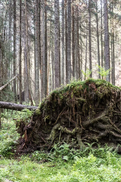 Forêt naturelle . — Photo