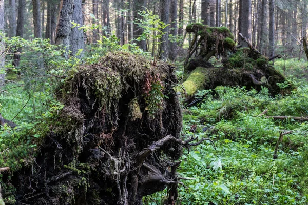 Wald. — Stockfoto