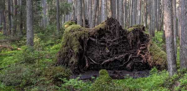 Forêt naturelle . — Photo