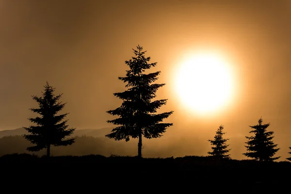 Sunrise ağaç siluet.