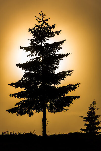 Sunrise Tree Silhouette.