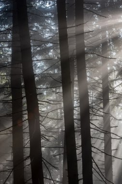 Kırmızı beyaz bir arka plan üzerinde izole dört bölümü elma kesmek. Kırmızı elma ile kavramsal görüntü.