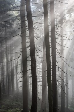 Güneş ışınları sabah ormanda geçmektedir..