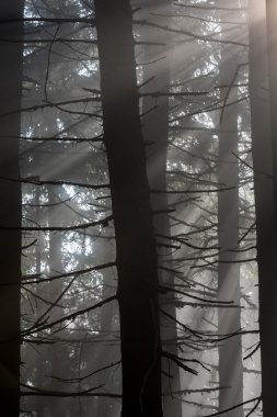 Güneş ışınları sabah ormanda geçmektedir..