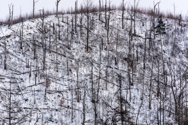 Orman felaket. Orman düşmüş çam ağaçlarının kışın dağ kenarında.