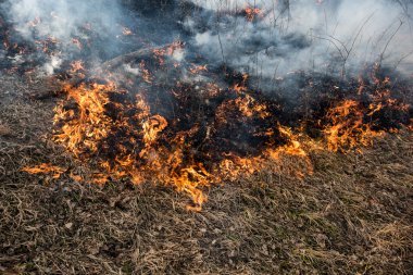 Orman yangın ve duman.