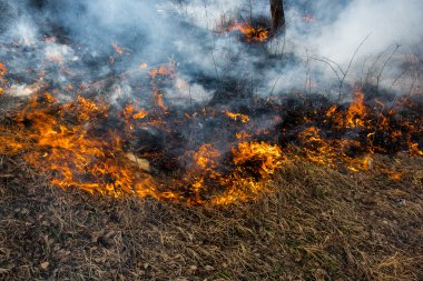 Orman yangın ve duman.