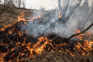 Orman felaket. Karışık ahşap ormanda ateş. Küresel görüntü ve doğal afet risk.