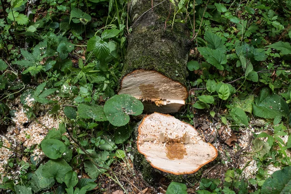 Catastrophe forestière sur le flanc d'une montagne . — Photo