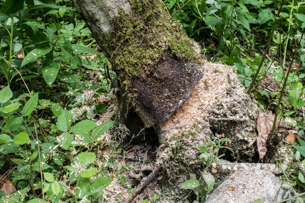 Catastrophe forestière sur le flanc d'une montagne . — Photo