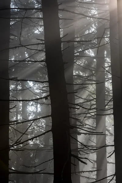 Güneş ışınları sabah ormanda geçmektedir..