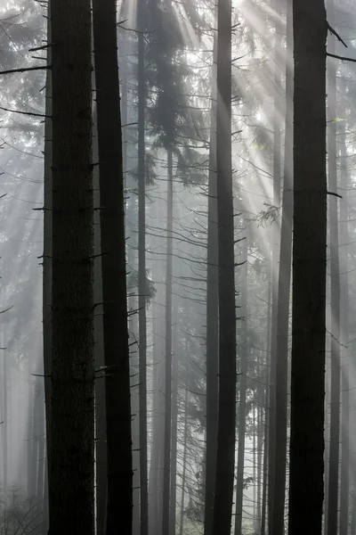 Rayos en el bosque . —  Fotos de Stock