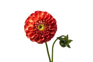 güzel dahlia çiçeği.