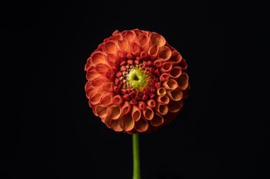 güzel dahlia çiçeği.