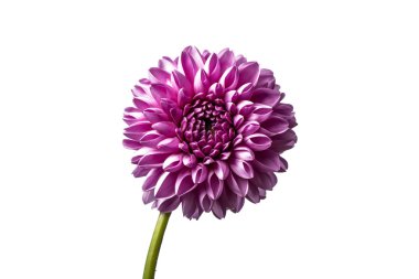 güzel dahlia çiçeği.