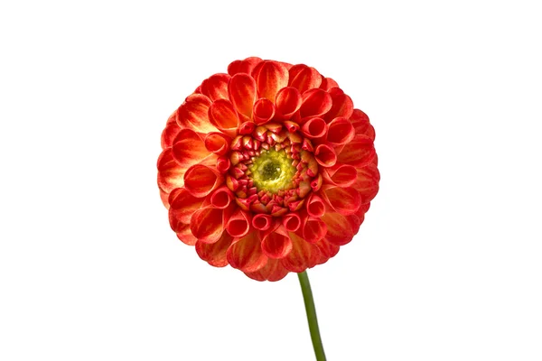 Mooie dahlia bloem. — Stockfoto