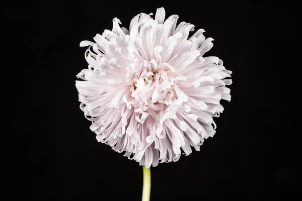 Mooie aster bloem. — Stockfoto