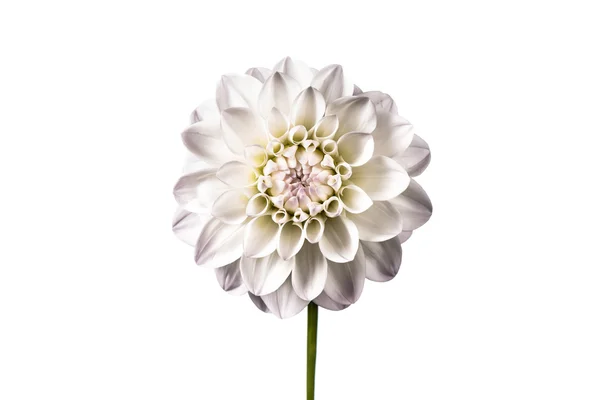 Mooie dahlia bloem. — Stockfoto