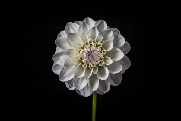 Linda flor dahlia . — Fotografia de Stock