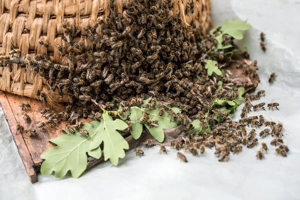 Swarming bal arıları.