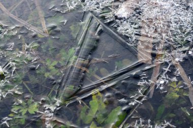 donmuş göl kıyısı.