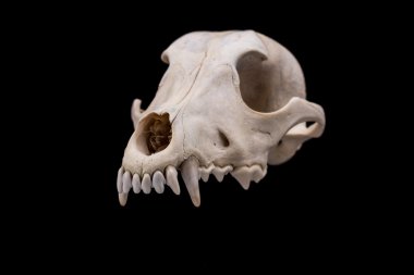 Hayvan kafatası izole.