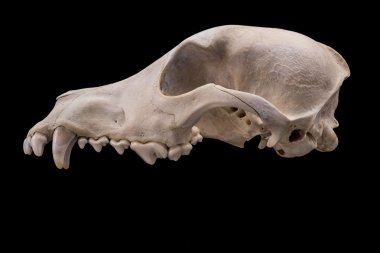 Hayvan kafatası izole.