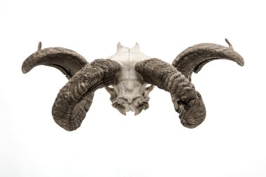 Hayvan kafatası izole.