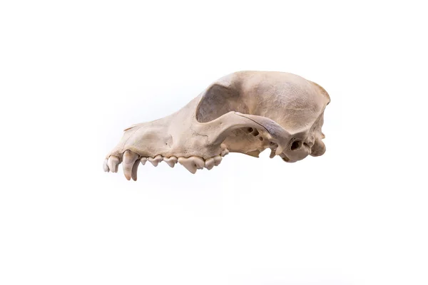 Animal skull isolated. — Stock Photo, Image