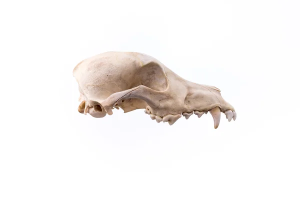 Animal skull isolated. — Stock Photo, Image