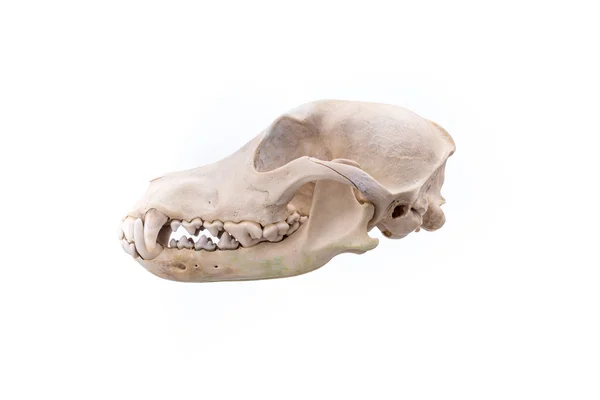 Zwierzęca czaszka na białym tle. — Zdjęcie stockowe