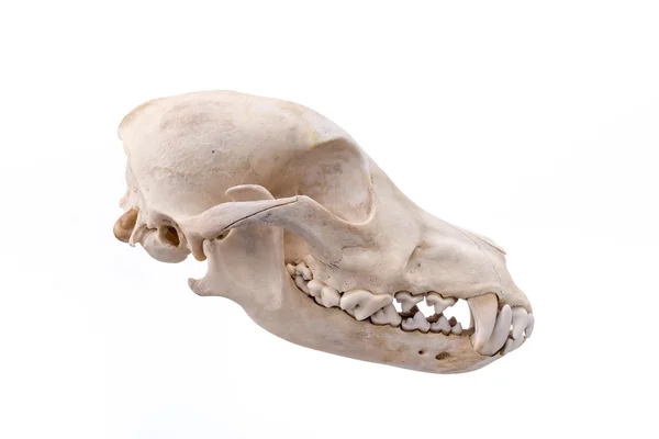 Zwierzęca czaszka na białym tle. — Zdjęcie stockowe