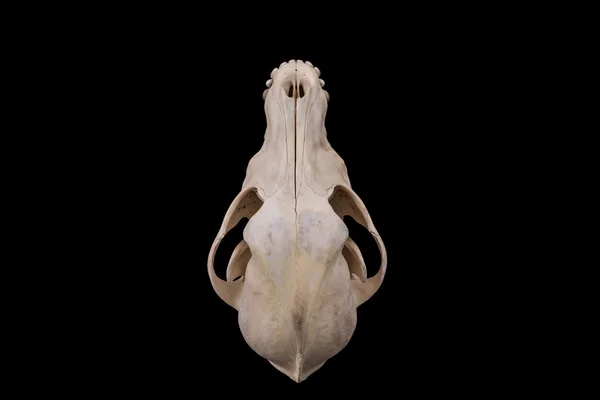 Animal skull isolated. — Stock Photo, Image