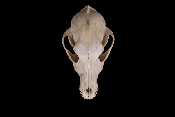 Animal skull isolated. — Stock Photo, Image