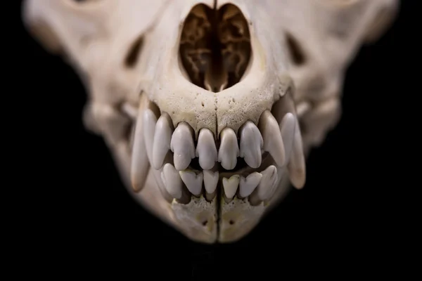 Animal skull isolated. — Stock Photo, Image