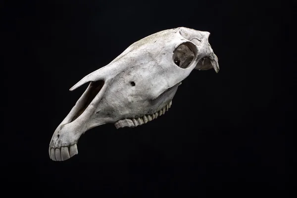 Animal skull isolated. — Stock Photo, Image