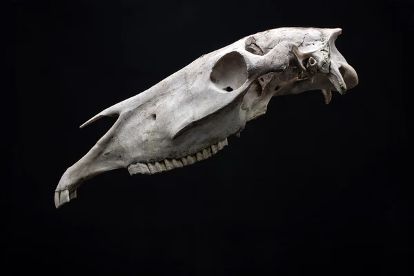 Animal skull isolated. — Stock Photo, Image