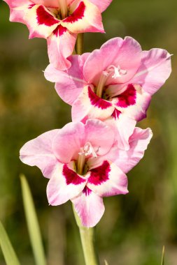 güzel Glayöl çiçek.