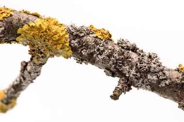 Lichen on a branch. clipart