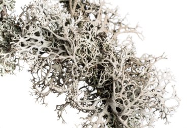 Lichen on a branch. clipart